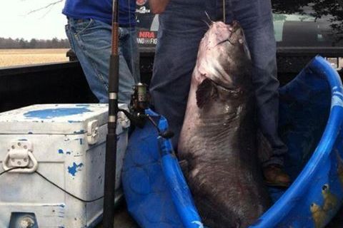12 Year Old Boy Catches Record Breaking 114 Pound Catfish In