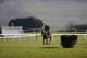 CHELTENHAM, ENGLAND - MARCH 09: Jack Madden riding Hurricane Fly on the gallops at Cheltenham racecourse on March 09, 2014 in Cheltenham, England. (Photo by Alan Crowhurst/Getty Images)