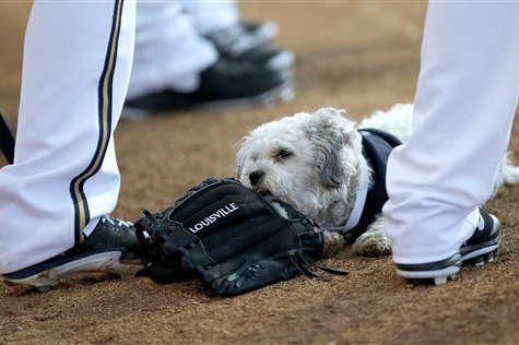 Hank, The Ballpark Pup