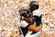 PASADENA, CA - OCTOBER 8: Craig Stevens #82 of the University of California Golden Bears and teammate DeSean Jackson #1 celebrate after Stevens scored a touchdown in the first quarter against the UCLA Bruins October 8, 2005 at the Rose Bowl in Pasadena,