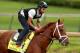 LOUISVILLE, KY - APRIL 25: Danza is riden by Ezekiel Perez during the morning exercise session in preparation for the 140th Kentucky Derby at Churchill Downs on April 25, 2014 in Louisville, Kentucky. (Photo by Matthew Stockman/Getty Images)