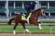 LOUISVILLE, KY - MAY 01: Danza runs on the track during the morning training for the Kentucky Derby at Churchill Downs on May 1, 2014 in Louisville, Kentucky. (Photo by Andy Lyons/Getty Images)