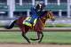 LOUISVILLE, KY - MAY 01: Wildcat Red runs on the track during the morning training for the Kentucky Derby at Churchill Downs on May 1, 2014 in Louisville, Kentucky. (Photo by Andy Lyons/Getty Images)
