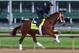 LOUISVILLE, KY - MAY 01: Danza runs on the track during the morning training for the Kentucky Derby at Churchill Downs on May 1, 2014 in Louisville, Kentucky. (Photo by Andy Lyons/Getty Images)