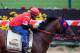 BALTIMORE, MD - MAY 14: Exercise rider Domingo Navarro takes Social Inclusion over the track in preparation for the 139th Preakness Stakes at Pimlico Race Course on May 14, 2014 in Baltimore, Maryland. (Photo by Rob Carr/Getty Images)