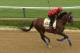 BALTIMORE, MD - MAY 15: Exercise rider Domingo Navarro takes Social Inclusion over the track in preparation for the 139th Preakness Stakes at Pimlico Race Course on May 15, 2014 in Baltimore, Maryland. (Photo by Patrick Smith/Getty Images)
