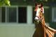 ELMONT, NY - MAY 20: Kentucky Derby and Preakness winner California Chrome stands outside his barn after arriving at Belmont Park on May 20, 2014 in Elmont, New York. He is scheduled to race for the Triple Crown in the 146th running of the Belmont stakes