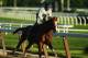 ELMONT, NY - MAY 31: Kentucky Derby and Preakness winner California Chrome with Jockey Victor Espinoza up trains at Belmont Park on May 31, 2014 in Elmont, New York. He is scheduled to race for the Triple Crown in the 146th running of the Belmont Stakes