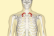 This diagram shows the location of the first rib (red).