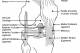 The ACL runs through the center of the knee and prevents it from over-twisting inward.