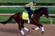 LOUISVILLE, KY - MAY 01: Kentucky Derby contender Samraat in action on the track during early morning workouts at Churchill Downs on May 1, 2014 in Louisville, Kentucky. (Photo by Jamie Squire/Getty Images)