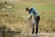 Pinehurst cut its water usage dramatically by replacing traditional rough with native vegetation.