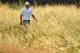 HOYLAKE, ENGLAND - JULY 17: Adam Scott of Australia walks through long grass during the first round of The 143rd Open Championship at Royal Liverpool on July 17, 2014 in Hoylake, England. (Photo by Stuart Franklin/Getty Images)