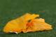 The Giants need for these yellow hankies to stay in the officials' pockets.