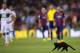 The Camp Nou cat showed a clean pair of paws.