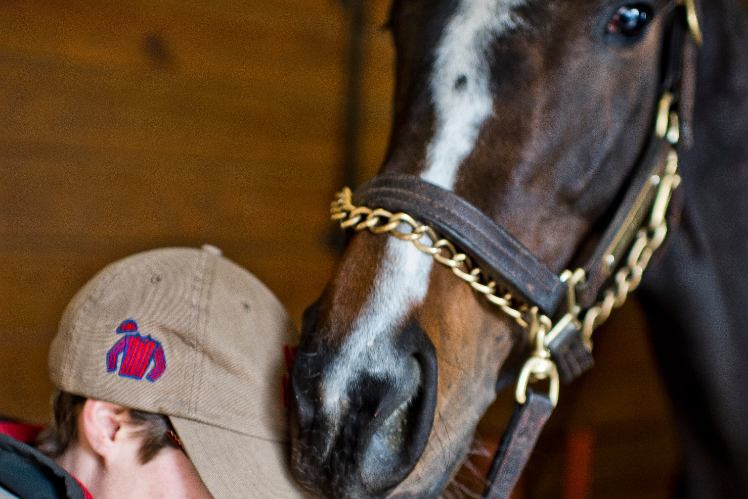 Average life of a racehorse