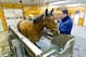 Bank Float, a five-year-old horse, exercises in the Aqua Pacer at Fair Hill, which provides equine athletes with a high-resistance, low-impact workout.