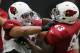 Gerald Christian (83) engages a defender in an Arizona Cardinals practice.