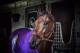 LEXINGTON, KY - APRIL 9: Kentucky Derby favorite Nyquist in the stables at Keeneland Race Track on April 9, 2016 in Lexington, Kentucky. (Photo by Ronald C. Modra/NHL/Getty Images)