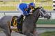 HALLANDALE, FL - FEBRUARY 27: Mohaymen #6, ridden by Junior Alvarado wins the Xpressbet.com Fountain of Youth Stakes at Gulfstream Park on February 27, 2016 in Hallandale, Florida.(Photo by Liz Lamont/Eclipse Sportswire/Getty Images)