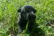 Niklaus' pup: the next generation of NFL service dog.