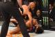 In 2016, Johnson stopped Olympic wrestling gold medalist Henry Cejudo in less than a round.