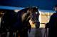 LOUISVILLE, KENTUCKY - MAY 02: Always Dreaming gets a bath after exercising during Kentucky Derby and Oaks preparations at Churchill Downs on May 2, 2017 in Louisville, Kentucky. (Photo by Scott Serio/Eclipse Sportswire/Getty Images)