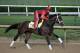LOUISVILLE, KY - MAY 03: Classic Empire runs on the track during the morning training for the Kentucky Derby at Churchill Downs on May 3, 2017 in Louisville, Kentucky. (Photo by Andy Lyons/Getty Images)