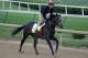 LOUISVILLE, KY - MAY 03: McCraken runs on the track during the morning training for the Kentucky Derby at Churchill Downs on May 3, 2017 in Louisville, Kentucky. (Photo by Andy Lyons/Getty Images)