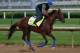 LOUISVILLE, KY - MAY 03: Gunnevera runs on the track during the morning training for the Kentucky Derby at Churchill Downs on May 3, 2017 in Louisville, Kentucky. (Photo by Michael Reaves/Getty Images)