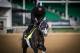 LOUISVILLE, KY - MAY 03: Tapwrit, owned by Bridlewood Farm, Eclipse Thoroughbred Partners, and Robert V. LaPenta and trained by Todd Pletcher, exercises in preparation for the Kentucky Derby at Churchill Downs on May 03, 2017 in Louisville, Kentucky. (Pho