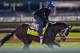 Always Dreaming could force a photo finish at Churchill Downs.