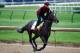 LOUISVILLE, KY - MAY 04: McCraken trains on track prior to the 143rd Kentucky Derby at Churchill Downs on May 4, 2017 in Louisville, Kentucky. (Photo by Gregory Shamus/Getty Images)