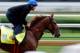 LOUISVILLE, KENTUCKY - MAY 04: Gunnevera, owned by Peacock Stables, LLC and trained by Antonio Sano, exercises in preparation for the Kentucky Derby at Churchill Downs on May 4, 2017 in Louisville, Kentucky. (Photo by Jon Durr/Eclipse Sportswire/Getty Ima