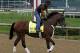 Irap will pay a big price if he is successful in the Derby.