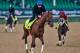 LOUISVILLE, KENTUCKY - MAY 04: Gunnevera exercises during Kentucky Derby and Oaks preparations at Churchill Downs on May 4, 2017 in Louisville, Kentucky. (Photo by Scott Serio/Eclipse Sportswire/Getty Images)