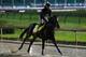 LOUISVILLE, KY - MAY 05: McCraken runs on the track during morning training prior to the 143rd Kentucky Derby at Churchill Downs on May 5, 2017 in Louisville, Kentucky. (Photo by Michael Reaves/Getty Images)
