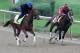 LOUISVILLE, KY - MAY 04: Gunnevera (L) and Classic Empire train on the track for the Kentucky Derby at Churchill Downs on May 4, 2017 in Louisville, Kentucky. (Photo by Rob Carr/Getty Images)