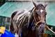 Always Dreaming is a worthy favorite for Preakness.