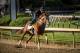 LOUISVILLE, KY - MAY 01: Hence completes his final workout for the Kentucky Derby at Churchill Downs on May 01, 2017 in Louisville, Kentucky. (Photo by Alex Evers/Eclipse Sportswire/Getty Images)
