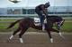 BALTIMORE, MD - MAY 18: Always Dreaming on the track in preparation for the Preakness Stakes at Pimlico Race Course on May 18, 2017 in Baltimore, Maryland. (Photo by Horsephotos/Getty Images)