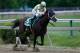 Classic Empire could not hold his lead during the stretch run at the Preakness.