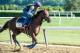 Jun 8, 2017; Elmont, NY, USA; Irish War Cry trains on the main track in preparation for the 149th running of the Belmont Stakes at Belmont Park. Mandatory Credit: Dennis Schneidler-USA TODAY Sports