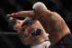 Mark Hunt (right) punches Frank Mir