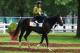 Epicharis reportedly needed to be treated for lameness ahead of the big race.