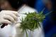 A member of the Daya Foundation, a local non-profit organization, trims a cannabis plant at a lab in Santiago on April 7, 2015. Chile's congressional health committee approved a bill Monday that would legalize the cultivation of marijuana for private recr