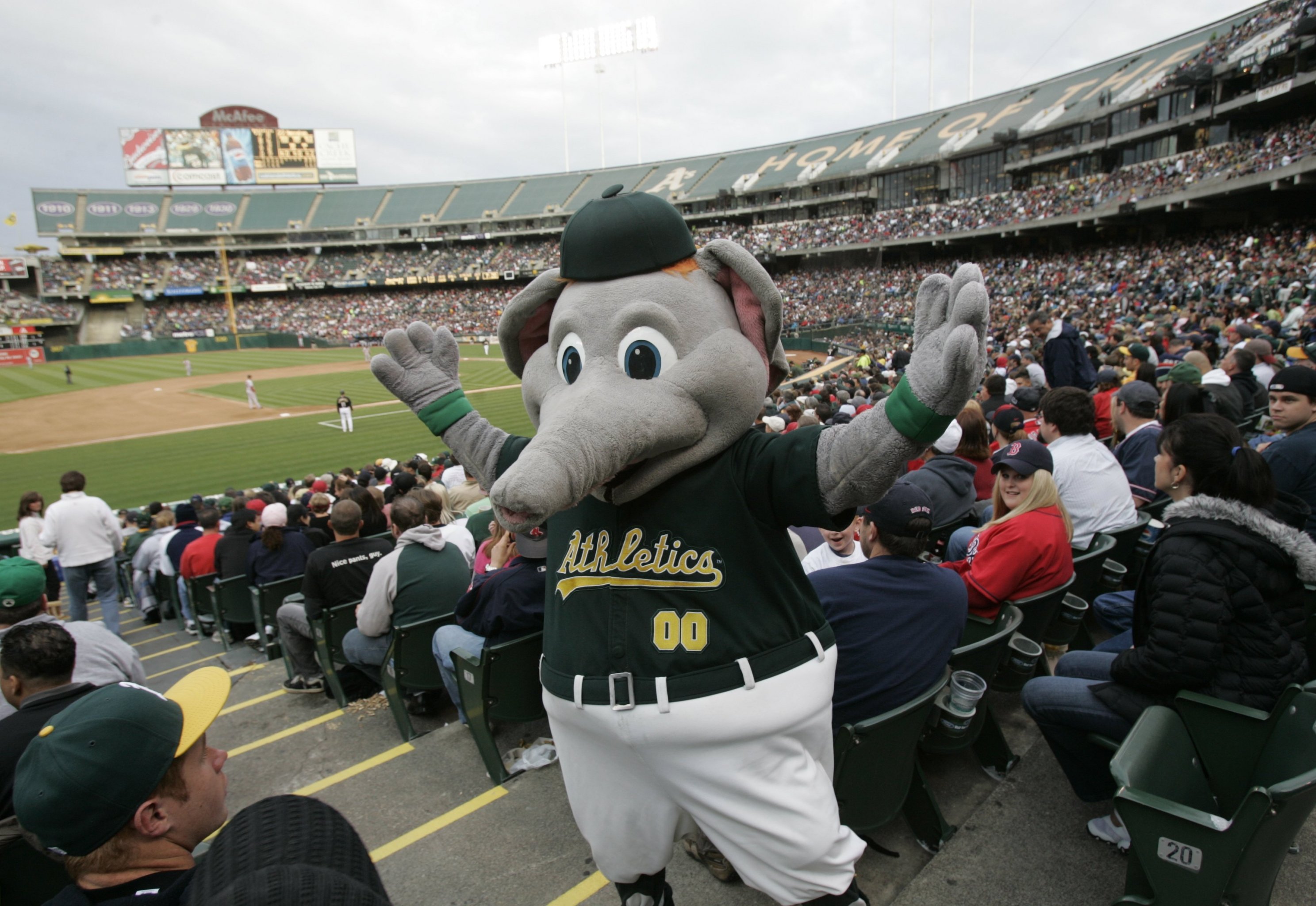 Athletics Will Celebrate 50-Year Anniversary with 50 Stomper Statues, News, Scores, Highlights, Stats, and Rumors
