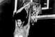 Williams led Austin Peay to consecutive NCAA Tournament appearances before unsuccessfully trying to make a jump into the NBA.