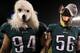 The Eagles have fully embraced their status as underdogs this postseason.
