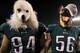 PHILADELPHIA, PA - JANUARY 21: Beau Allen #94 and Chris Long #56 of the Philadelphia Eagles celebrates their teams win while wearing a dog masks over the Minnesota Vikings in the NFC Championship game at Lincoln Financial Field on January 21, 2018 in Phil